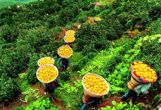 脐橙产业助农脱贫|助农|脐橙|产业
