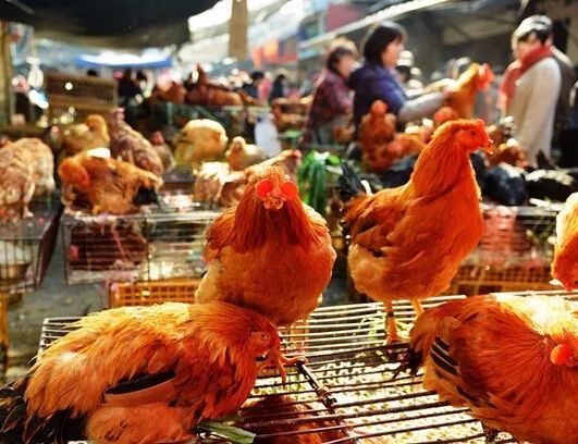 【扩散】再过两天,合肥城区将买不到活禽!但这