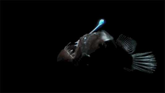 的时候会从体内释放出发光化学物质深海介形虫会发光生物也不少其实