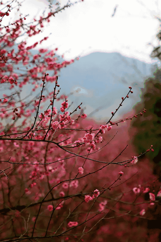 533_800 竖版 竖屏