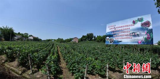 四川内江大力发展乡村旅游 让老百姓吃上旅游