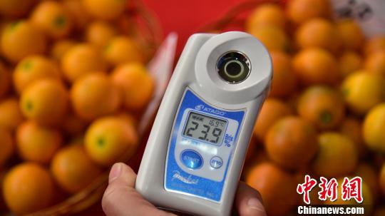 金桔之乡摆擂台 凭颜值和甜度选金桔王|果农