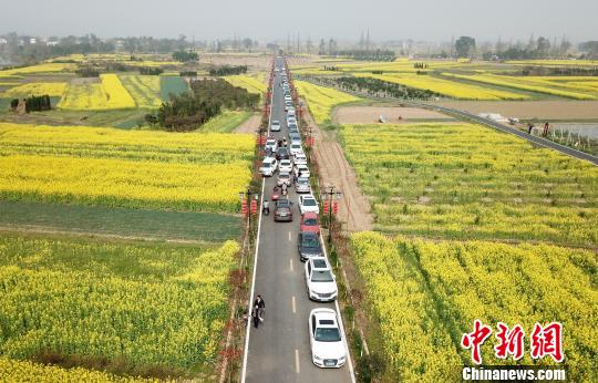油菜花开 江西乡村美景吸引游客踏青