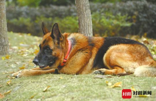 沈虎——退役的英雄搜救犬,还有两个月就12岁了。摄影 雷远东