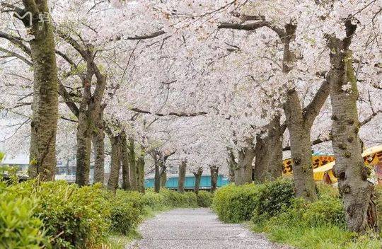 吐血整理!2018年日本樱花开放时间表新鲜出炉