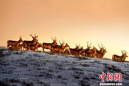青海提出五大生态板块持续发力|青海|生态保