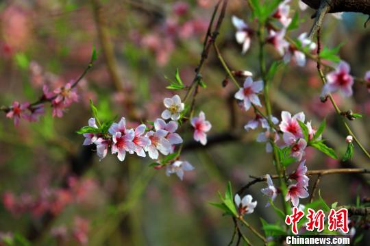 新疆托克逊:冬日温室大棚桃花、李子花分外艳