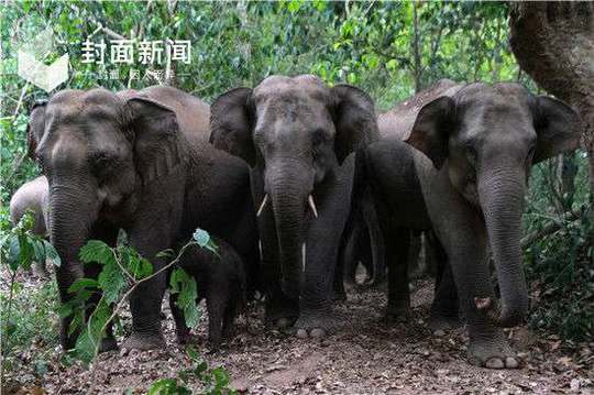 封面新闻:云南再现野象杀人：18头象一年内致5人死亡