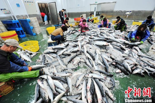 图为12月中旬,落户集散中心的闽台合资福建钦龙食品有限公司加工车间内,20余名工人正在处理刚收购回来的海捕乌鱼。<a target='_blank' href='http://www.chinanews.com/'>中新社</a>发 张斌 摄