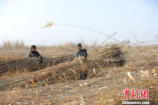冬闲人不闲 新疆博湖农牧民家门口巧赚钱(组图