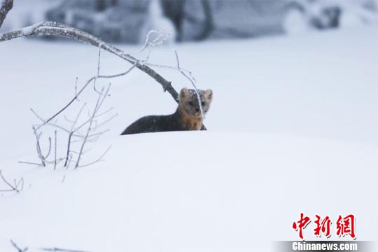 野生紫貂非常机警,每走几步都要停下来观察周围情况。 李军俊 摄