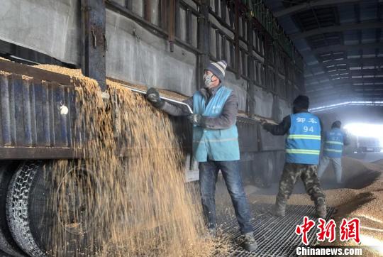 化改革翌年 量价齐升现积极信号|玉米|粮食局|