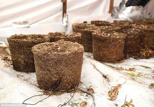 Tanya说，家里至少有200株大麻，每年能为这些不法分子带来80万英镑的收益。