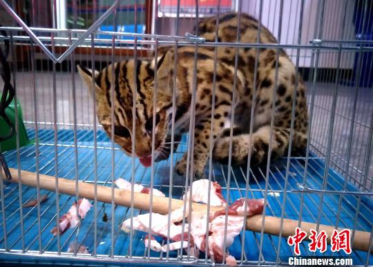 图为被李生先捕获并蜷缩在笼子里豹猫。 郭丽娟 摄