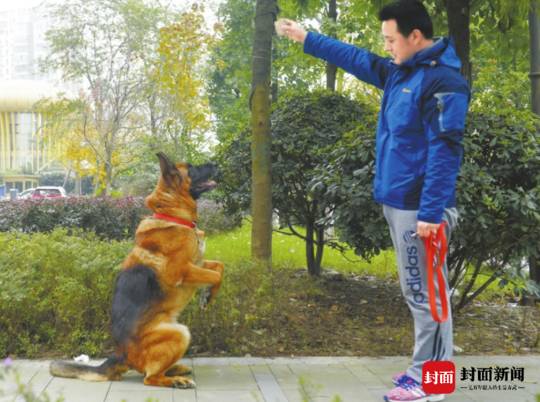 沈鹏——曾是搜救犬训导员,退伍后带着搜救犬沈虎在成都生活。摄影雷远东