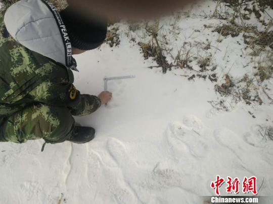 工作人员现场勘察 天桥岭林业局供图 工作人员现场勘察 天桥岭林业局供图