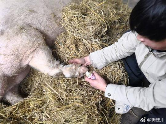 中国新闻网:汶川地震“猪坚强”命运受网友关注 博物馆长回应