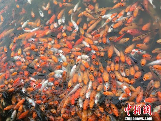 南宁市青秀山风景区内喂鱼点鱼儿成群。　陈秋霞 摄