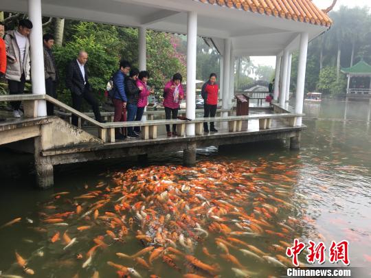 1月6日，游客在南宁市青秀山风景区内喂鱼点喂鱼。　陈秋霞　摄