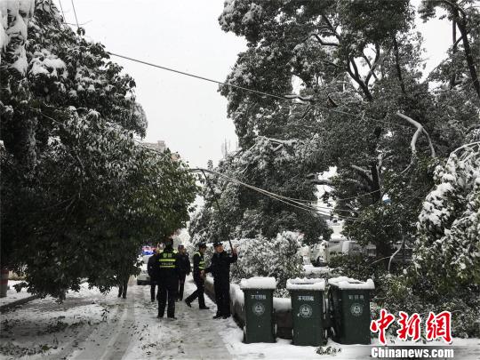 湖北十堰,积雪压断树枝 刘英 摄
