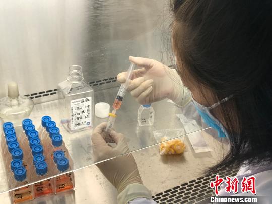 经过试剂配备、核酸提取、扩增反应后判定结果。对于核酸检测阳性的标本还要进行病毒分离试验,病毒培养液经过两次冻融、配制洗液、病毒应用液等试剂,开始让流感病毒“现形”。太原市疾控中心供图