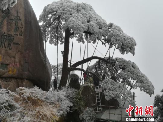 黄山迎客松安然无恙 黄山风景区提供