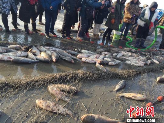 头网出鱼6万余斤。 于海洋 摄 头网出鱼6万余斤。 于海洋 摄