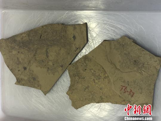 中国科学院南京地质古生物研究所早期生命研究团队在安徽寿县约8亿年前的化石中，发现了具有多细胞和细胞分化的“大型安徽丝藻”，其成为早期生物固氮的最早化石证据。　杨颜慈　摄