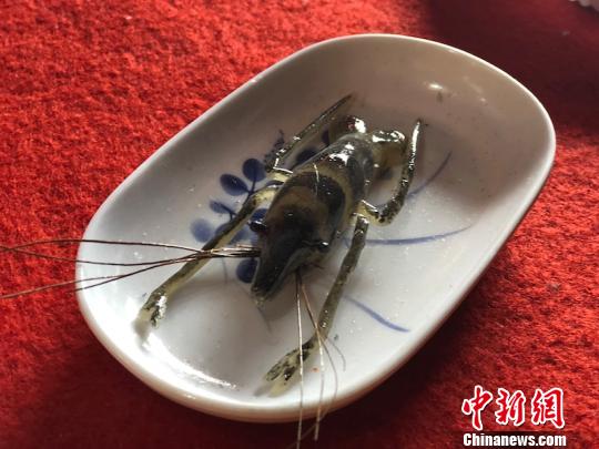 浙江非遗“杭坪摆祭”现场：精美米塑栩栩如生