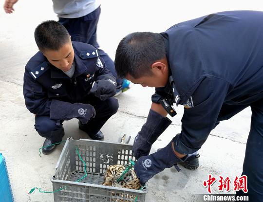 图为民警接收并为豹猫松绑。 郭丽娟 摄