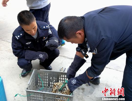  图为民警接收并为豹猫松绑。　郭丽娟 摄