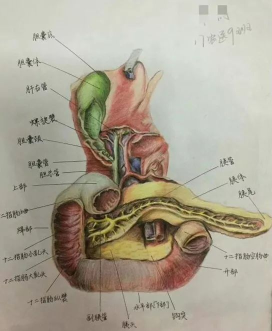 浙江中医药大学临床医学专业大二冯同学手绘的医学笔记