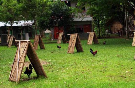  当地时间21日，菲律宾一名工人狂砍一华商33刀致其身亡。（资料图）