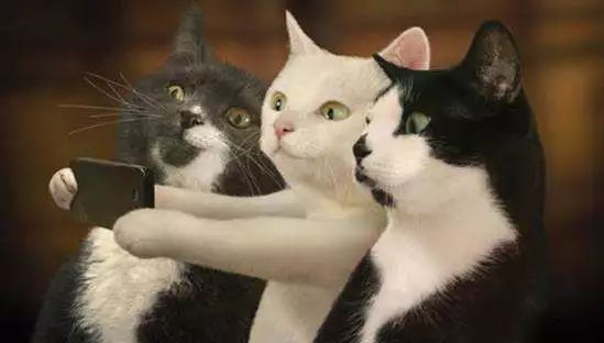 贫穷再一次限制了我的想象力,一只虚拟宠物猫叫价13亿?!|区块链|以太坊|猫_新浪新闻