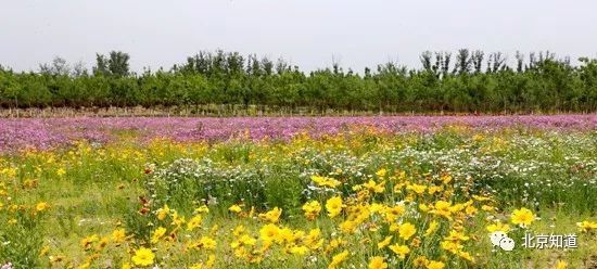 改造后的温榆河畔繁花似锦。图片来源:人民网