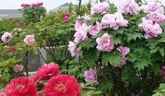 最新!3月起,南京46家景点免费开放日陆续到来!快收藏!