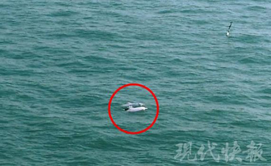 航拍港珠澳大桥邂逅白海豚|珠海|港珠澳大桥|白