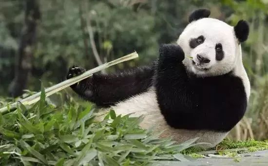 大熊猫的便便做成纸巾啦!43元1盒!你敢不敢买