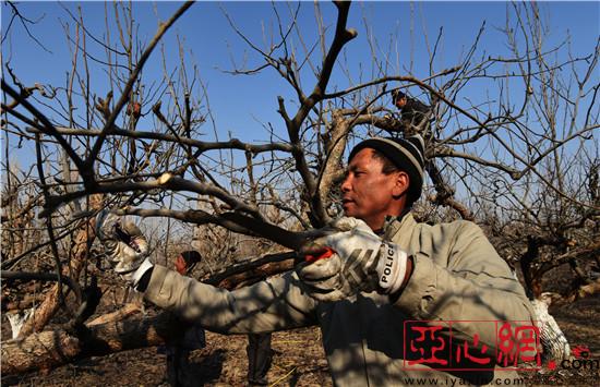 新疆库尔勒市:梨农冬季修剪香梨树|新疆|梨树|库