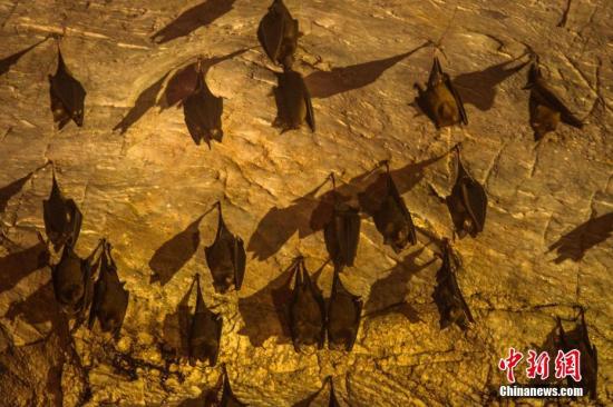 澳大利亚小镇遭15万蝙蝠来袭 粪便尸体带来困扰