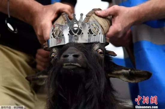 2017年度搞笑动物摄影来了,个个都是戏精!逗不