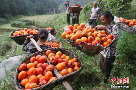 资料图:民众挑着采摘的吊瓜回家。贺俊怡 摄