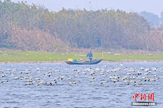 湖南东洞庭湖国家级自然保护区 资料图。李风 摄