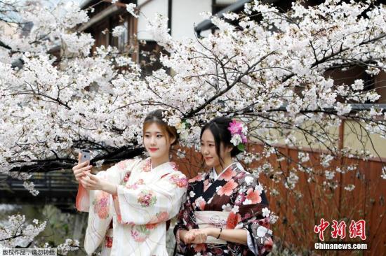 资料图：当地时间2017年4月7日，日本京都樱花盛放，民众身着和服赏樱。