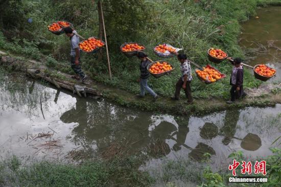 资料图:产业扶贫专业合作社民众挑着采摘的吊瓜回家。贺俊怡 摄