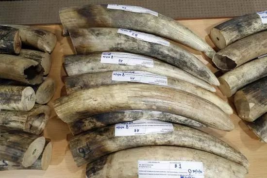 新京报:禁止象牙贸易 杜绝“合法贸易”下的杀戮|象牙|大象|贸易_新浪新闻