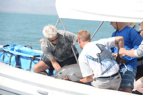 2017年10月19日，科學家團隊從海中捕獲第一隻加州灣鼠海豚。 VaquitaCPR供圖