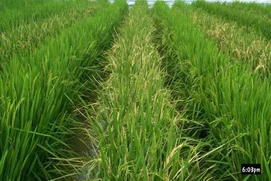 中国转基因大米获美食用许可 国内产业化种植成难题