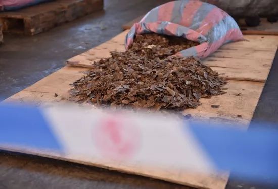 11.9吨!深圳查获迄今最大穿山甲鳞片走私案!至