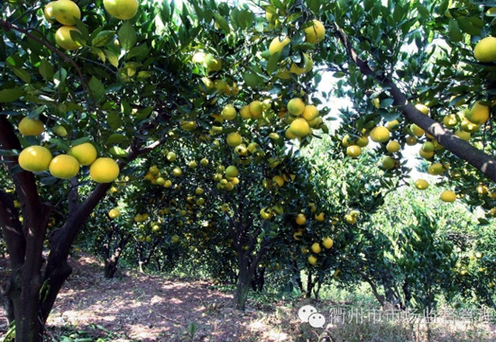 一位县委书记的乡村振兴战略:要打国际牌 还要